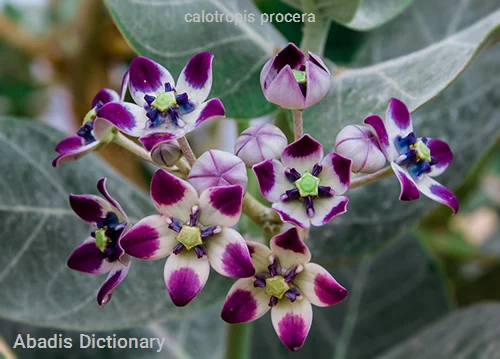 calotropis procera